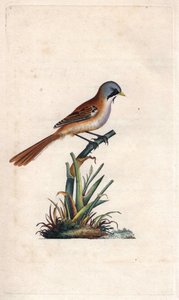 Bartpanering (passeriform). Panurus biarmicus (Parus biarmicus). Kobberstikk av Edward Donovan (1768-1837), publisert i Natural History of British Birds, London av Edward Donovan