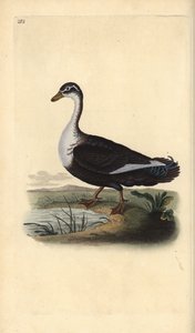 Moskusand (variant), Cairina moschata. Håndfarget kobberplate tegnet og gravert av Edward Donovan fra hans egen "Natural History of British Birds," London
