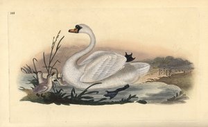 Knopsvane, Cygnus olor, med unger. Håndfarget kobberplate tegnet og gravert av Edward Donovan fra hans egen "Natural History of British Birds," London av Edward Donovan