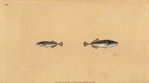Ninespine pinneback, Pungitius pungitius (Lesser eller ti-piged stickleback, Gasterosteus pungitius). Håndfarget kobberplate tegnet og gravert av Edward Donovan fra hans Natural History of British Fishes, Donovan og F.C. og J. Rivington, London av Edward Donovan