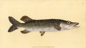 Nordgjedde, Esox lucius. Håndfarget kobberplate tegnet og gravert av Edward Donovan fra hans Natural History of British Fishes, Donovan og F.C. og J. Rivington, London