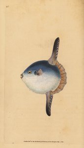 Havsolfisk, Mola mola. Sårbar. (Solfisk, Tetrodon mola). Håndfarget kobberplate tegnet og gravert av Edward Donovan fra hans Natural History of British Fishes, Donovan og F.C. og J. Rivington, London