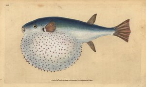 Oceanisk puffer, Lagocephalus lagocephalus (Stellert klodefisk, Tetrodon stellatus). Håndfarget kobberplate tegnet og gravert av Edward Donovan fra hans Natural History of British Fishes, Donovan og F.C. og J. Rivington, London