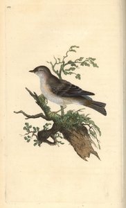 Orphean warbler, Sylvia hydrtensis, eller større småsanger. Håndfarget kobberplate tegnet og gravert av Edward Donovan fra hans egen "Natural History of British Birds," London av Edward Donovan