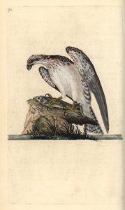 Fiskeørn, Pandion haliaetus, stående på en fanget fisk. Håndfarget kobberplate tegnet og gravert av Edward Donovan fra hans egen "Natural History of British Birds," London av Edward Donovan