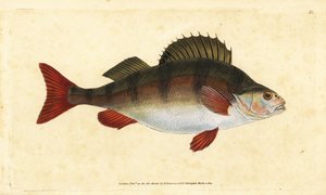 Abbor, Perca fluviatilis. Håndfarget kobberplate tegnet og gravert av Edward Donovan fra hans Natural History of British Fishes, Donovan og F.C. og J. Rivington, London av Edward Donovan