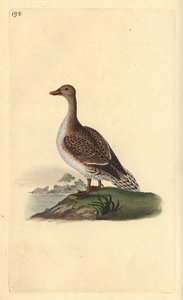 Nålehale, Anas acuta, hunn. Håndfarget kobberplate tegnet og gravert av Edward Donovan fra hans egen "Natural History of British Birds," London av Edward Donovan