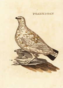 Rype eller hvitvilt, Lagopus lagopus av Edward Donovan