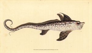 Kaninfisk eller sjømonster, Chimaera monstrosa. Nær truet. Håndfarget kobberplate tegnet og gravert av Edward Donovan fra hans Natural History of British Fishes, Donovan og F.C. og J. Rivington, London
