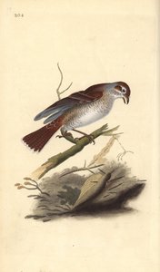 Rødrygg (hunn), Lanius collurio. Håndfarget kobberplate tegnet og gravert av Edward Donovan fra hans egen "Natural History of British Birds," London av Edward Donovan