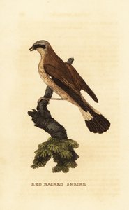 Rødrygg, Lanius collurio av Edward Donovan