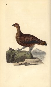 Rød rype (hunn), Lagopus scotica. Håndfarget kobberplate tegnet og gravert av Edward Donovan fra hans egen "Natural History of British Birds," London av Edward Donovan