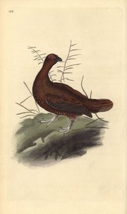 Rød rype, Lagopus lagopus scotica. Håndfarget kobberplate tegnet og gravert av Edward Donovan fra hans egen "Natural History of British Birds," London av Edward Donovan