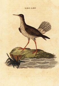 Rød skaft, Tringa totanus av Edward Donovan