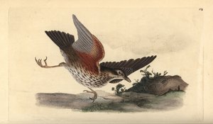 Rødvinge, Turdus iliacus. Håndfarget kobberplate tegnet og gravert av Edward Donovan fra hans egen "Natural History of British Birds," London av Edward Donovan