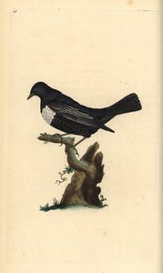 Ringouzel, Turdus torquatus. Håndfarget kobberplate tegnet og gravert av Edward Donovan fra hans egen "Natural History of British Birds," London av Edward Donovan