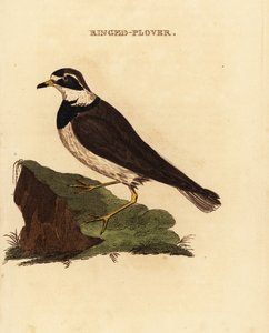 Ringhår, Charadrius hiaticula av Edward Donovan