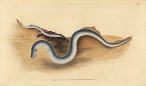 Elvelamprey, Lampetra fluviatilis (Lampern eller mindre lamprey, Petromyzon fluviatilis). Håndfarget kobberplate tegnet og gravert av Edward Donovan fra hans Natural History of British Fishes, Donovan og F.C. og J. Rivington, London av Edward Donovan