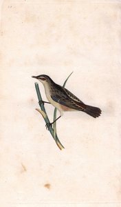 Rod phragmitte. Acrocephalus schoenobaenus (Motacilla salicaria). Kobberstikk av Edward Donovan (1768-1837), publisert i Natural History of British Birds, London av Edward Donovan