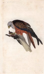Royal Milano. Milvus milvus (Falco milvus). Kobberstikk av Edward Donovan (1768-1837), publisert i Natural History of British Birds, London av Edward Donovan