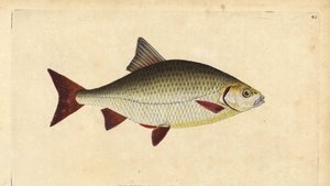 Rudd, Scardinius erythrophthalmus (rødt øye, Cyprinus erythrophthalmus). Håndfarget kobberplate tegnet og gravert av Edward Donovan fra hans Natural History of British Fishes, Donovan og F.C. og J. Rivington, London av Edward Donovan