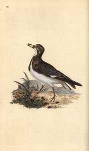 Røddrete stener, Arenaria tolker. Håndfarget kobberplate tegnet og gravert av Edward Donovan fra hans egen "Natural History of British Birds," London av Edward Donovan
