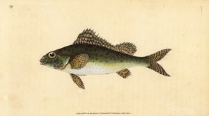 Ruffe, Gymnocephalus cernua (Perca cernua). Håndfarget kobberplate tegnet og gravert av Edward Donovan fra hans Natural History of British Fishes, Donovan og F.C. og J. Rivington, London av Edward Donovan