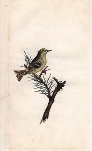 Ruppe konge. Regulus regulus (Motacilla regulus). Kobberstikk av Edward Donovan (1768-1837), publisert i Natural History of British Birds, London av Edward Donovan