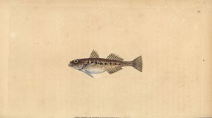 Sandkulling, Pomatoschistus minutus (Flekkkulling, Gobius minutus). Håndfarget kobberplate tegnet og gravert av Edward Donovan fra hans Natural History of British Fishes, Donovan og F.C. og J. Rivington, London av Edward Donovan