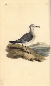 Sanderling, Calidris alba. Håndfarget kobberplate tegnet og gravert av Edward Donovan fra hans egen "Natural History of British Birds," London av Edward Donovan