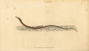 Sargassum pipefish eller pelagisk pipefish. Håndfarget kobberplate tegnet og gravert av Edward Donovan fra hans Natural History of British Fishes, Donovan og F.C. og J. Rivington, London av Edward Donovan