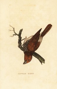 Skallete muna eller flekkmuna, Lonchura punctulata av Edward Donovan