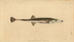 Sjøstikkerygg, Spinachia spinachia (Femten-pigget pinnerygg, Gasterosteus spinachia). Håndfarget kobberplate tegnet og gravert av Edward Donovan fra hans Natural History of British Fishes, Donovan og F.C. og J. Rivington, London