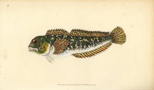 Shanny, Lipophrys pholis (Smooth blenny, Blennius pholis). Håndfarget kobberplate tegnet og gravert av Edward Donovan fra hans Natural History of British Fishes, Donovan og F.C. og J. Rivington, London av Edward Donovan