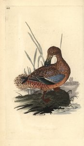 Shoveler and (hunn), Anas clypeata. Håndfarget kobberplate tegnet og gravert av Edward Donovan fra hans egen "Natural History of British Birds," London av Edward Donovan