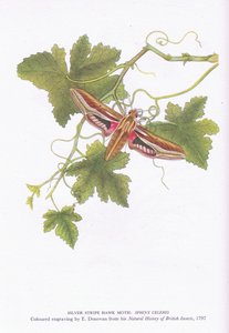 Silver Stripe Hawk Moth, Shinx Celerio, Nature in Britain utgitt av Collins, 1946 av Edward Donovan