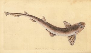 Liten flekkhai, Scyliorhinus canicula (Småflekkhai, Squalus catulus). Håndfarget kobberplate tegnet og gravert av Edward Donovan fra hans Natural History of British Fishes, Donovan og F.C. og J. Rivington, London