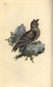 Mindre blyant eller sibirsk øreugle, Strix pulchella. (Scops owl, Otus scops?) Håndfarget kobberplate tegnet og gravert av Edward Donovan fra hans egen "Natural History of British Birds," London av Edward Donovan