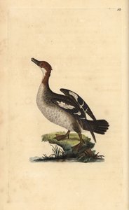 Smew, Mergellus albellus, hunn. Håndfarget kobberplate tegnet og gravert av Edward Donovan fra hans egen "Natural History of British Birds," London av Edward Donovan