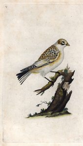 Snøspurv. Plectrophenax nivalis (Emberiza nivalis). Kobberstikk av Edward Donovan (1768-1837), utgitt i Histoire naturelle des oiseaux britanniques, London av Edward Donovan
