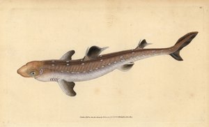 Pigghaj, Squalus acanthias (plukket hai eller hundefisk). Sårbar. Håndfarget kobberplate tegnet og gravert av Edward Donovan fra hans Natural History of British Fishes, Donovan og F.C. og J. Rivington, London