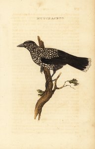 Flekknøtteknekker, Nucifraga caryocatactes av Edward Donovan