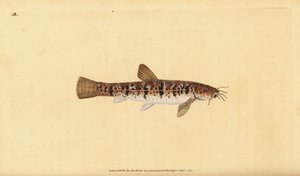 Steinløk, Barbatula barbatula (Bearded loche, Cobitis barbatula). Håndfarget kobberplate tegnet og gravert av Edward Donovan fra hans Natural History of British Fishes, Donovan og F.C. og J. Rivington, London av Edward Donovan