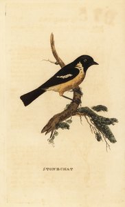 Steinsnakk, Saxicola rubicola av Edward Donovan