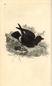 Stormpetrel, Hydrobates pelagicus. Håndfarget kobberplate tegnet og gravert av Edward Donovan fra hans egen "Natural History of British Birds," London av Edward Donovan