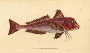 Stripete gurnard, Trigloporus lastoviza (Trigla lineata). Håndfarget kobberplate tegnet og gravert av Edward Donovan fra hans Natural History of British Fishes, Donovan og F.C. og J. Rivington, London av Edward Donovan