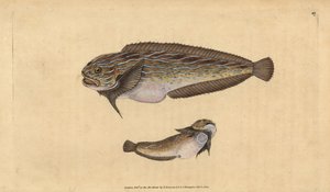 Stripet sjønegl, Liparis liparis liparis (Sløvende klumpsuger, Cyclopterus liparis). Håndfarget kobberplate tegnet og gravert av Edward Donovan fra hans Natural History of British Fishes, Donovan og F.C. og J. Rivington, London