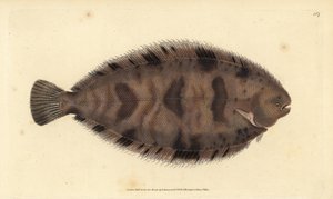 Tykkryggsåle, Microchirus variegatus (Variegated såle, Pleuronectes variegatus). Håndfarget kobberplate tegnet og gravert av Edward Donovan fra hans Natural History of British Fishes, Donovan og F.C. og J. Rivington, London av Edward Donovan