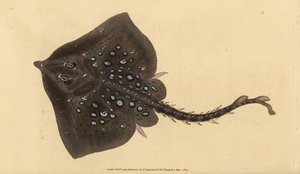 Thornback skate, Raja clavata. Nær truet. Håndfarget kobberplate tegnet og gravert av Edward Donovan fra hans Natural History of British Fishes, Donovan og F.C. og J. Rivington, London av Edward Donovan