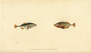 Tre-pigget pinnerygg, Gasterosteus aculeatus. Håndfarget kobberplate tegnet og gravert av Edward Donovan fra hans Natural History of British Fishes, Donovan og F.C. og J. Rivington, London av Edward Donovan